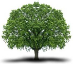 baum_sm