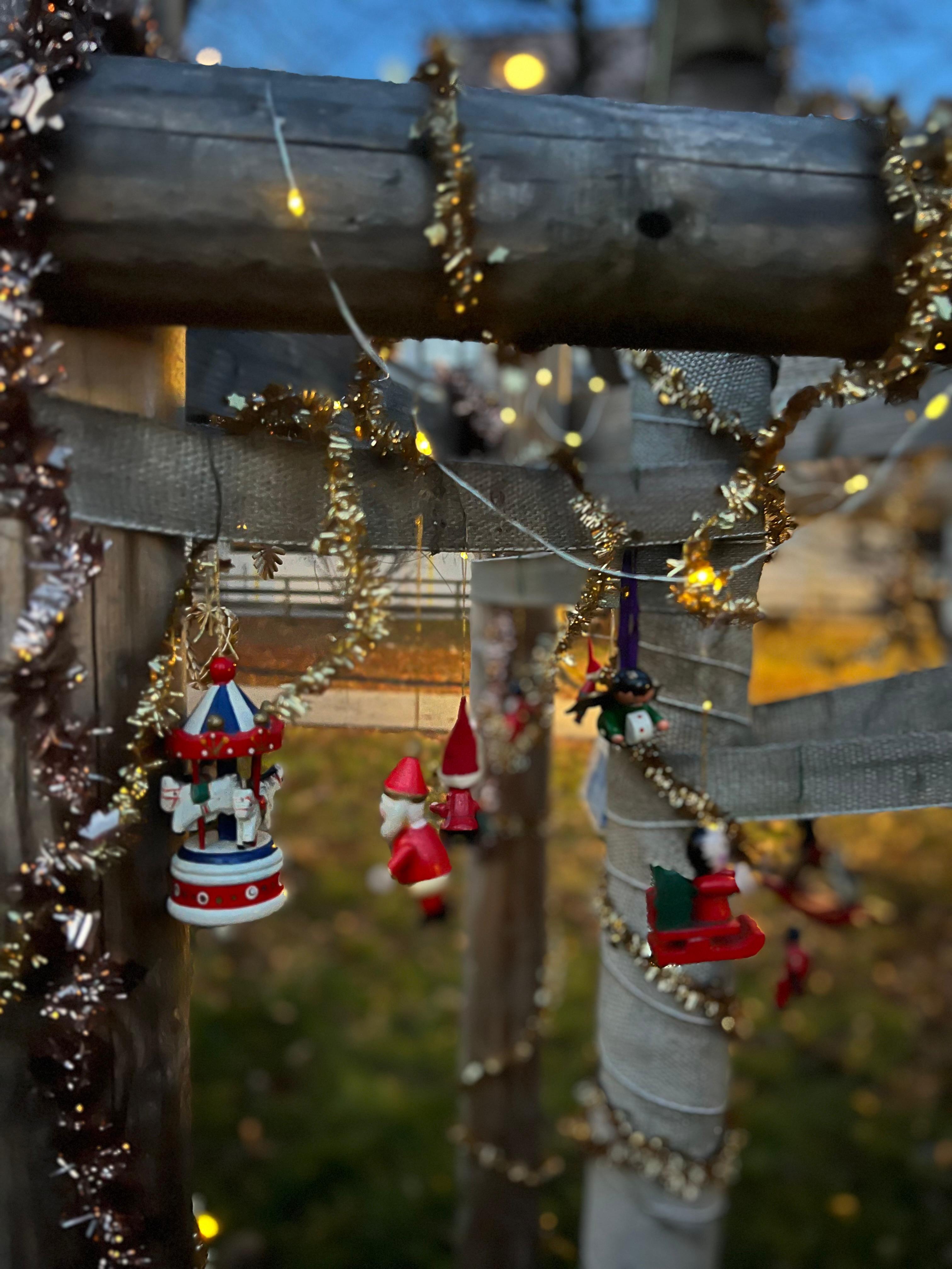 2025 12 20 Salzburg Friedensbaum Hallein 1